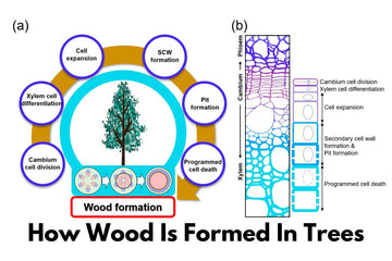 How Wood Is Formed In Trees